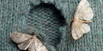 Scopri di più sull'articolo Rimedi naturali per eliminare la tarme dagli armadi
