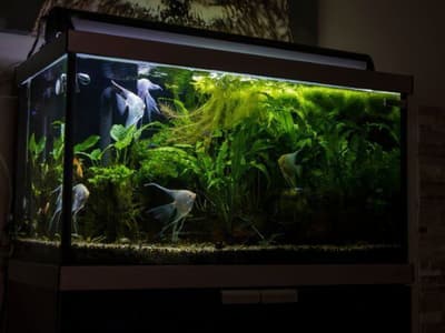 Scopri di più sull'articolo Come Traslocare un Acquario Senza Stressare i Pesci